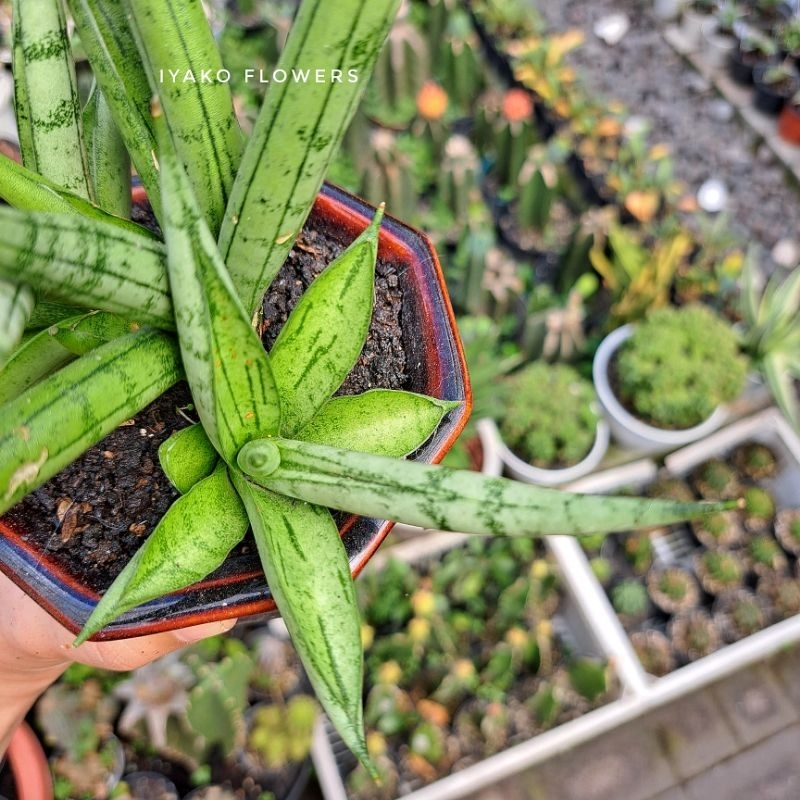 SANSEVIERIA BONCEL SILVER | IYAKO FLOWERS