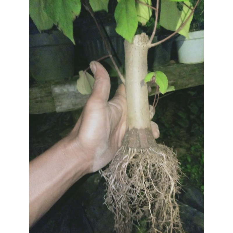 waru merah pecah batang