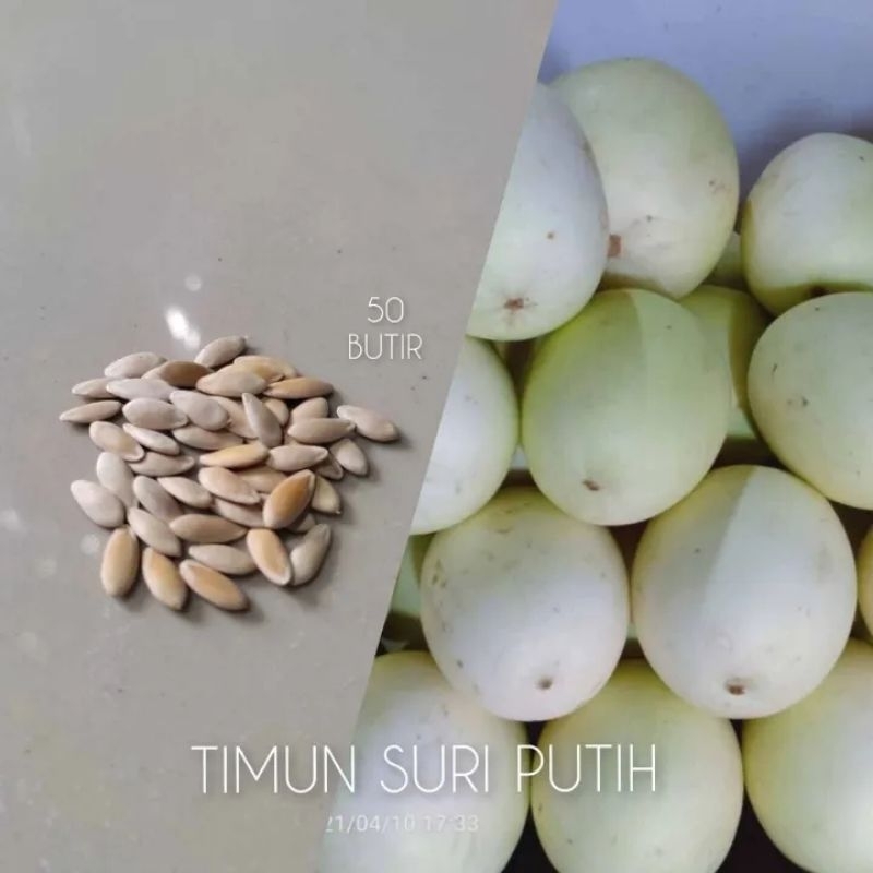 BIJI | BENIH TANAMAN TIMUN SURI PUTIH