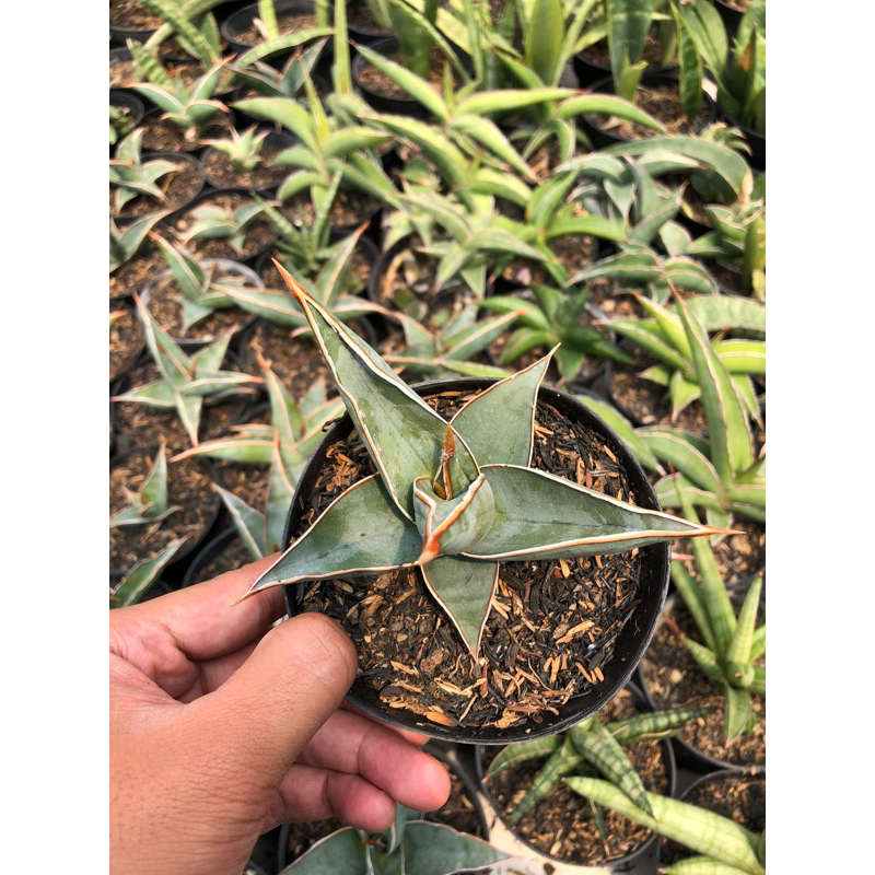 Sansevieria Pinguiculata