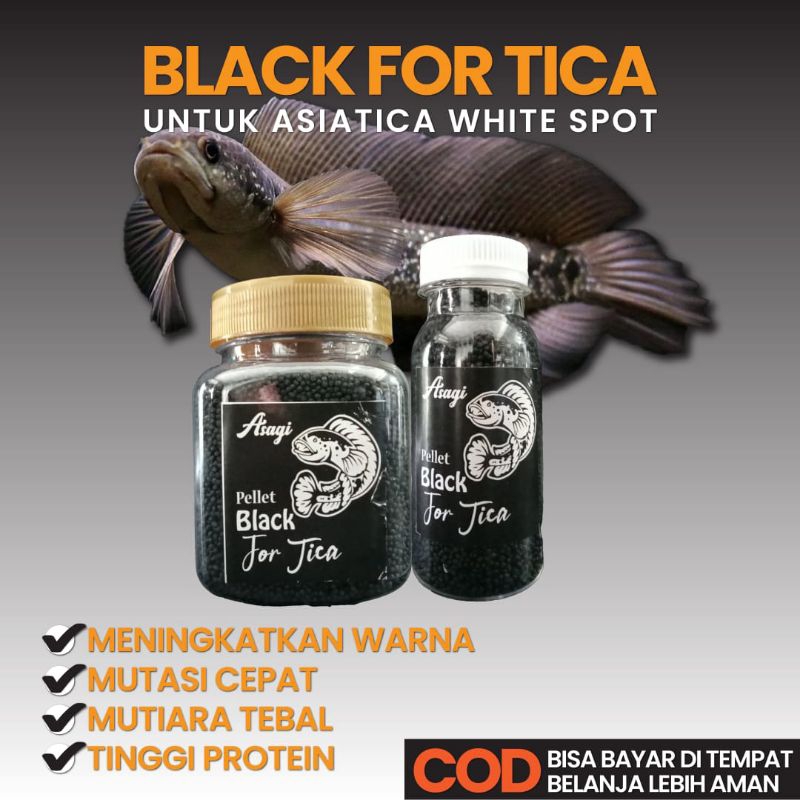 Pellet Asagi Black For Tica Pakan Ikan Channa Asiatica Pelet Ikan Chana Asiatika
