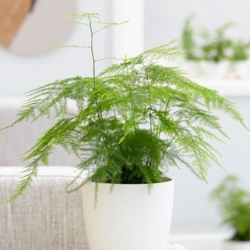 Asparagus fern/asparagus plumosus