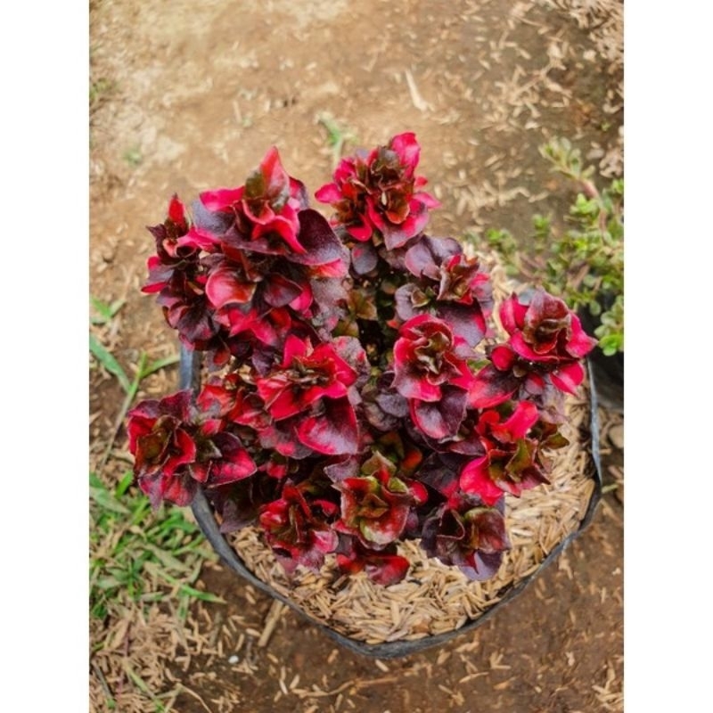 Tanaman hias krokot mawar/krokot nanik merah