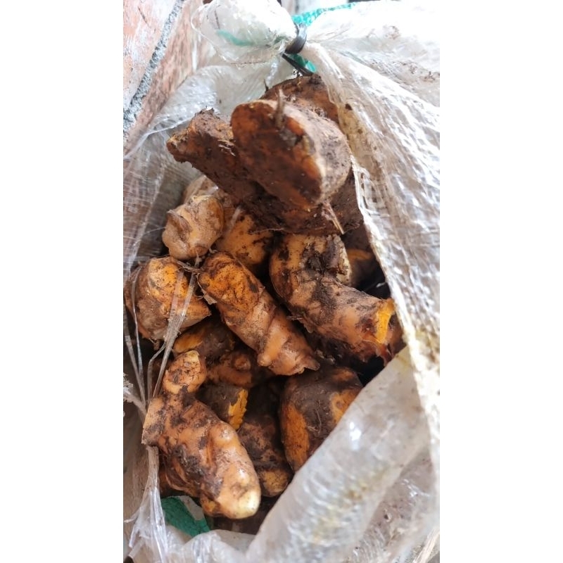 

temulawak segar fresh 1 kg (fresh digali dari tanah langsung)