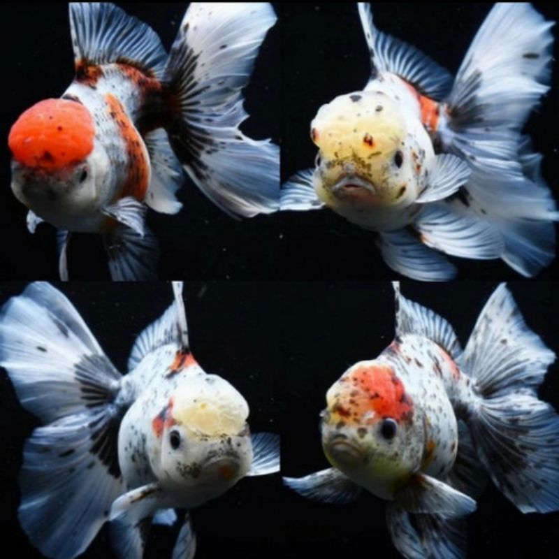 paket 4e koki mix Oranda Calico Thailand
