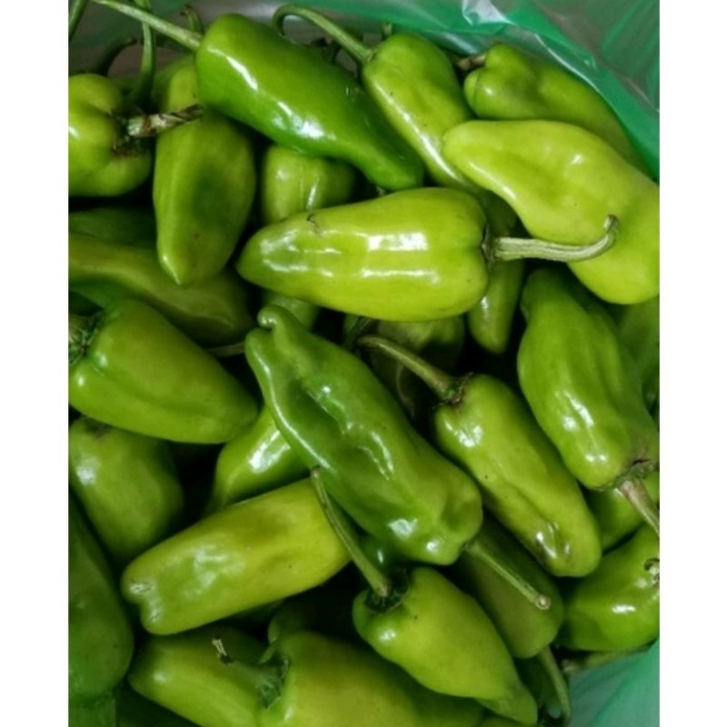 

Cabe Hijau Pontianak / Cabe Pong / Cabai Hijau / Cabe Ijo / Cabe Kalimantan