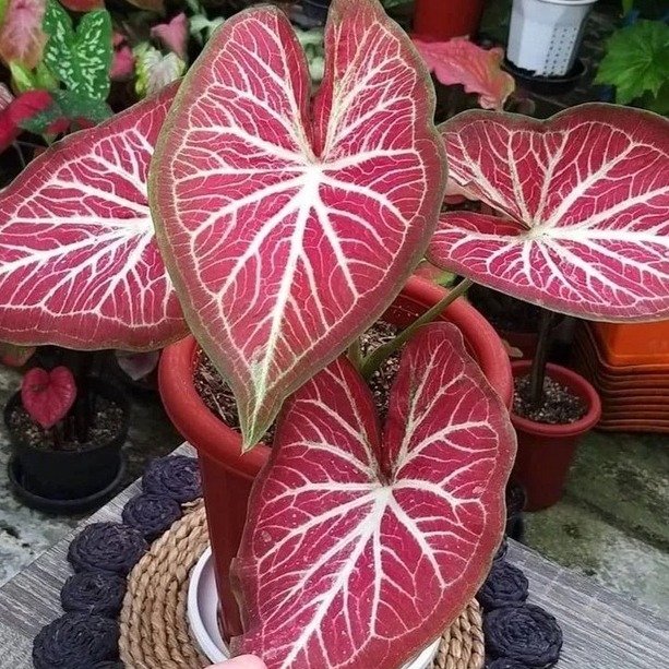 BISA COD // Caladium ROT Merah / Keladi Jaguar / Pink Caladium / Bukan Bonggol Tanaman Hias Murah Ou