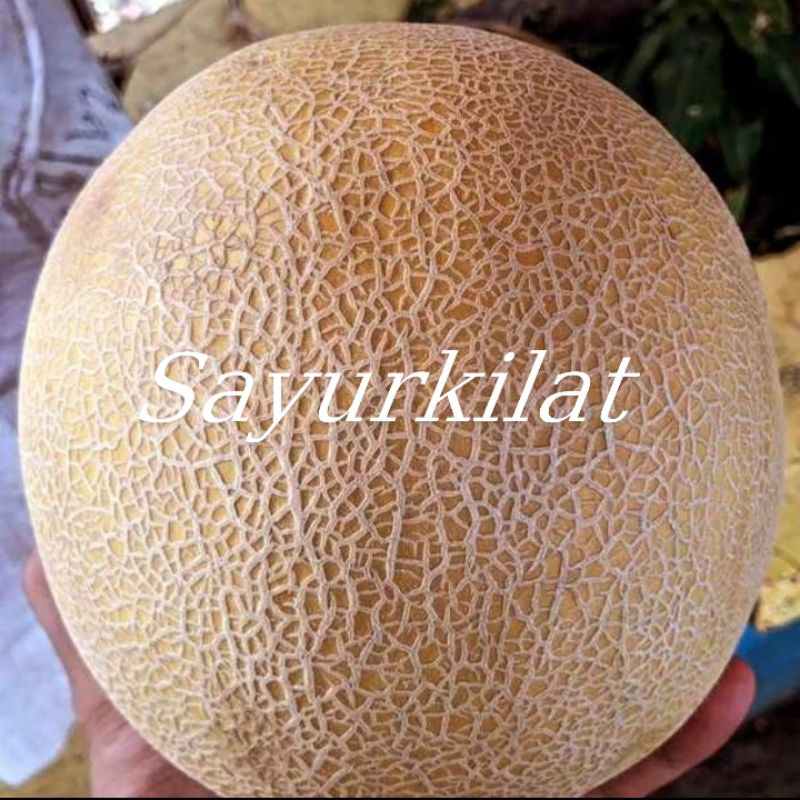 

Buah melon matang / 1 buah