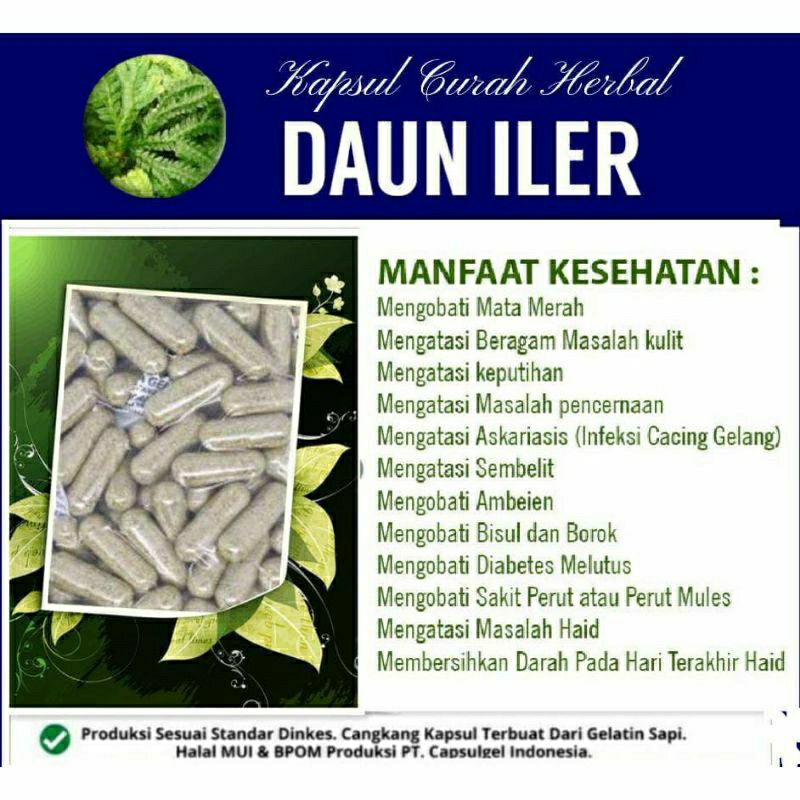 

DAUN ILER 100 KAPSUL OBAT HERBAL ALAMI (GRADE A5)