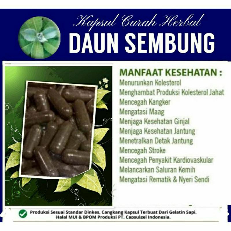 

DAUN SEMBUNG 100 KAPSUL OBAT HERBAL ALAMI (GRADE A5)