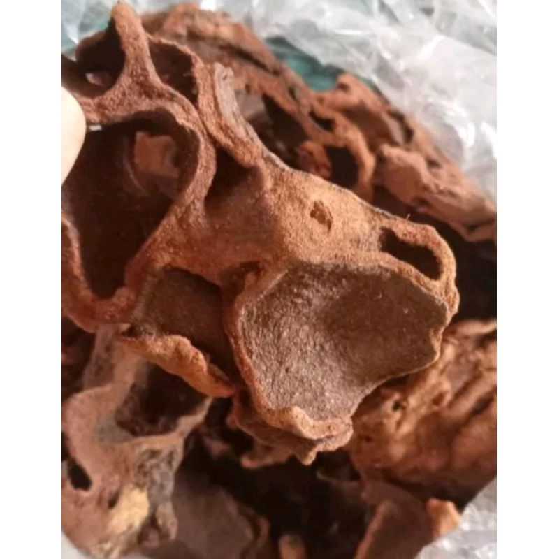 

Sarang semut 500gr / Sarang semut papua
