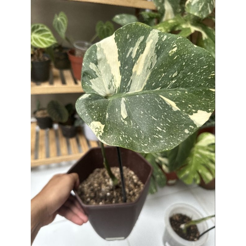 Monstera Thai