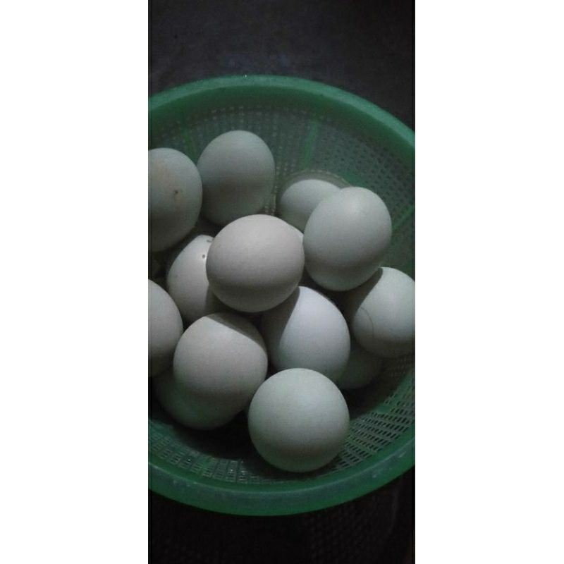 

telor asin