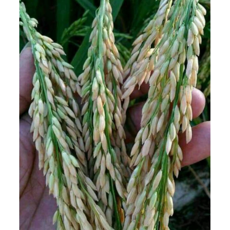 Benih Padi Tri Sultan Terbaru 5 Kg Murah