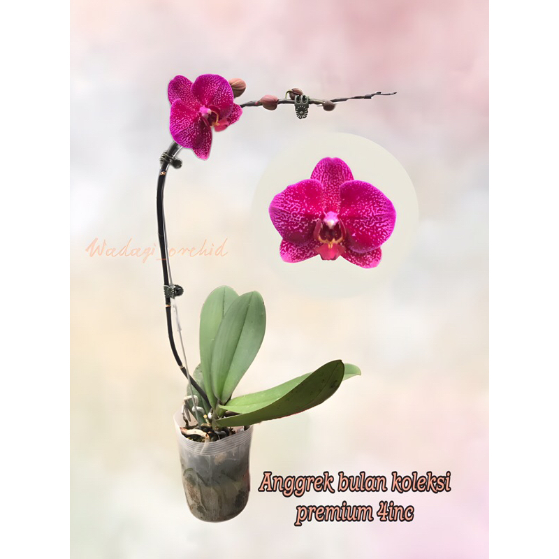 ANGGREK BULAN KOLEKSI PREMIUM BERBAGAI MACAM WARNA