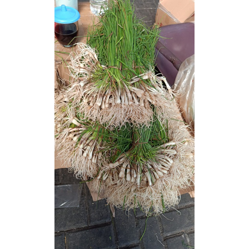 

Bawang Batak 2 ikat