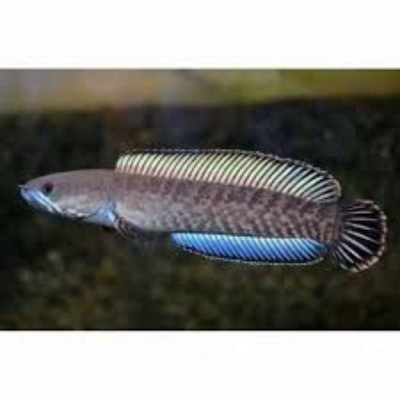 ANDRAO 6-7cm GRADE A+++