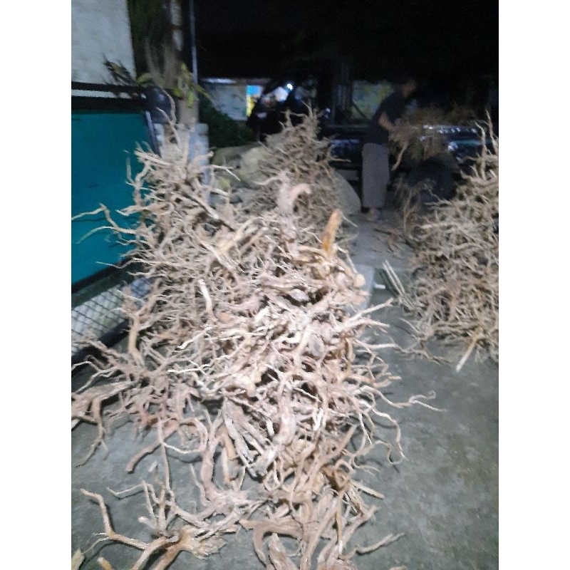 Akar Rasamala Size L 50 Batang lebih hemat