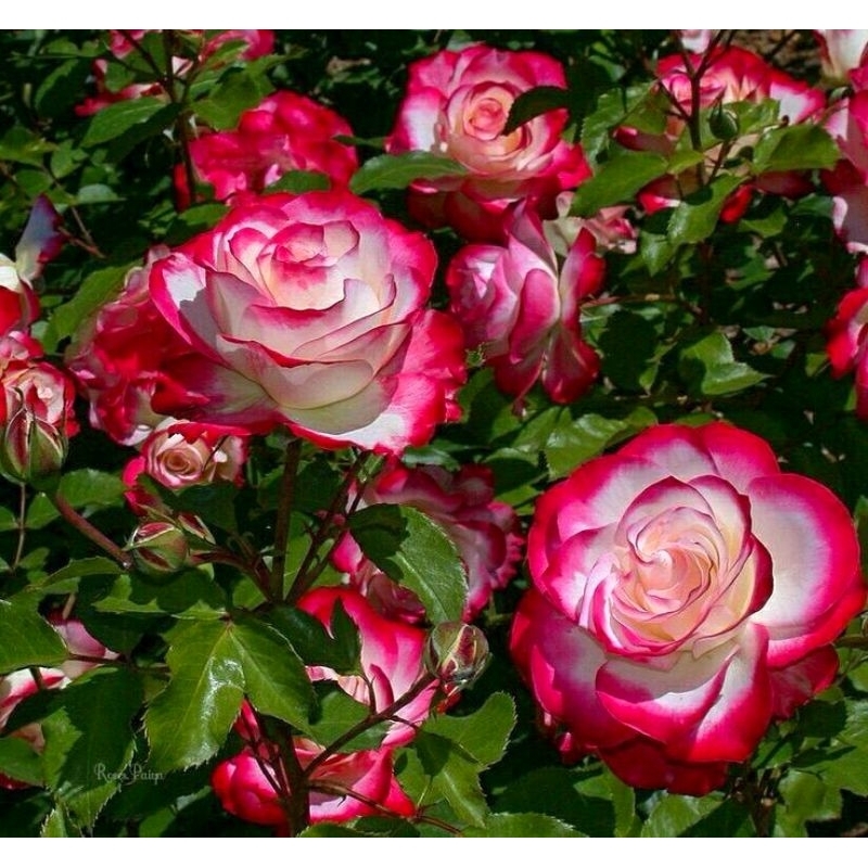 Mawar Komplang  - Mawar Merah Putih