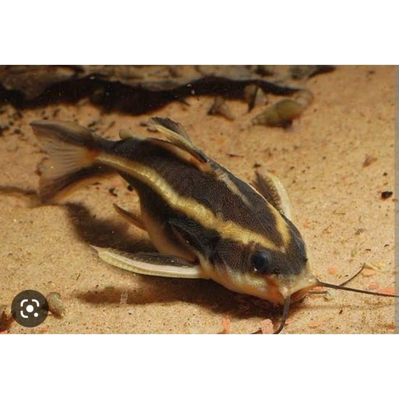 Ikan hias platydoras