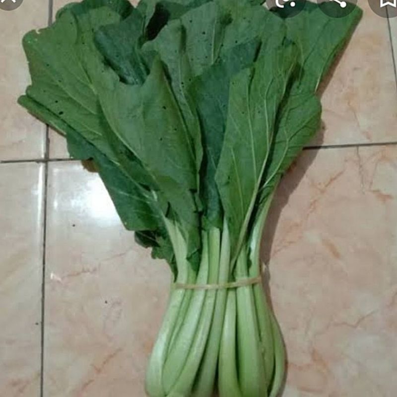 

sawi ijo