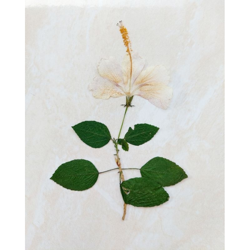 SPECIAL COLLECTION - Kembang Sepatu Pink Press - Herbarium - Bunga kering - Pressed flower - Bunga p