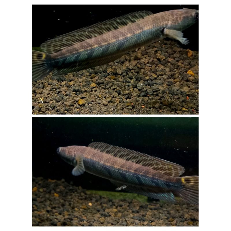 Yellow Sentarum size12cm