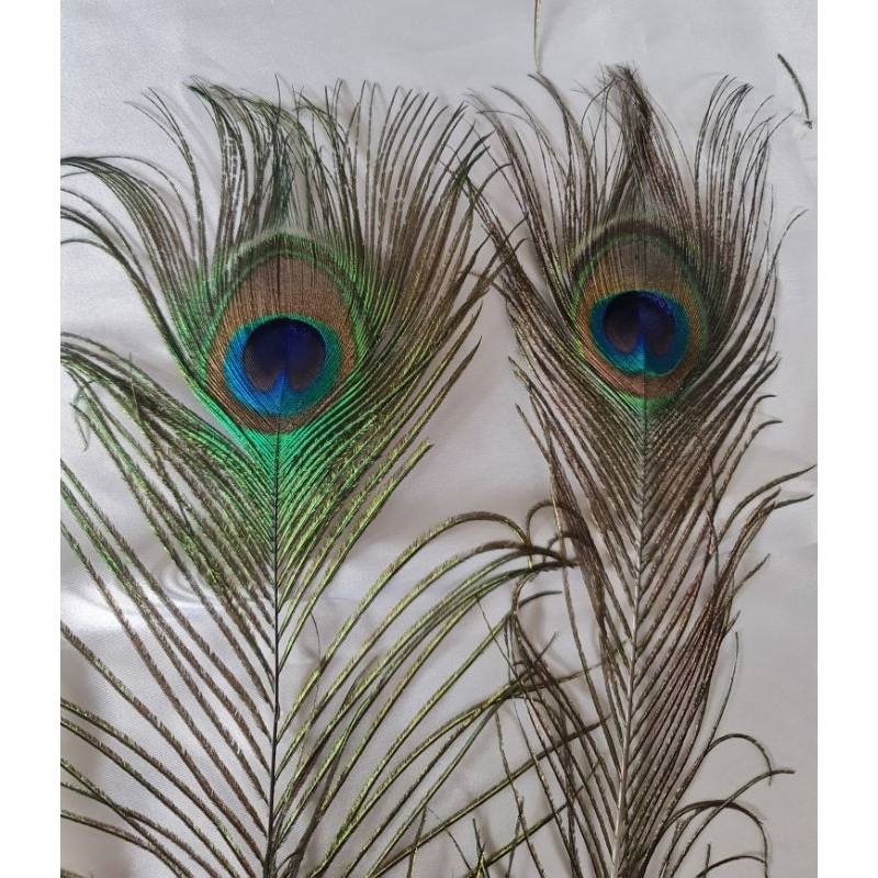 Orderan 100 buah Replika Bulu Merak