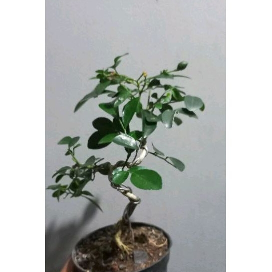 BONSAI SHITO KEMUNING + POT KERAMIK