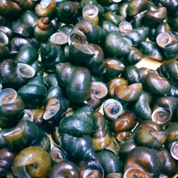 

Siput keong sawah nikmat dan segar