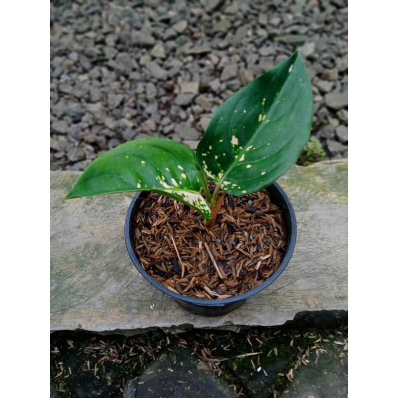 Aglaonema suksom white
