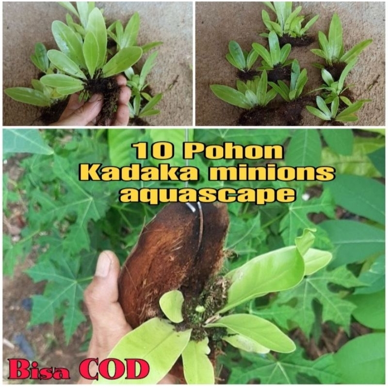 Kadaka Minions Aquascape/Tanaman Hias Kadaka/Kadaka Kecil