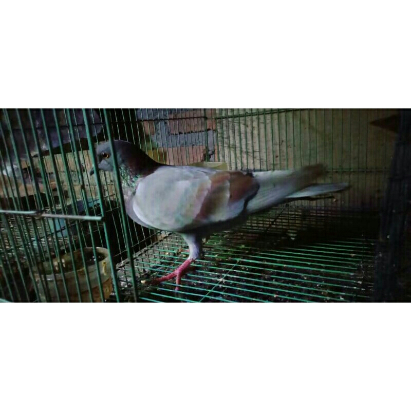 merpati jantan bahan latih 250m