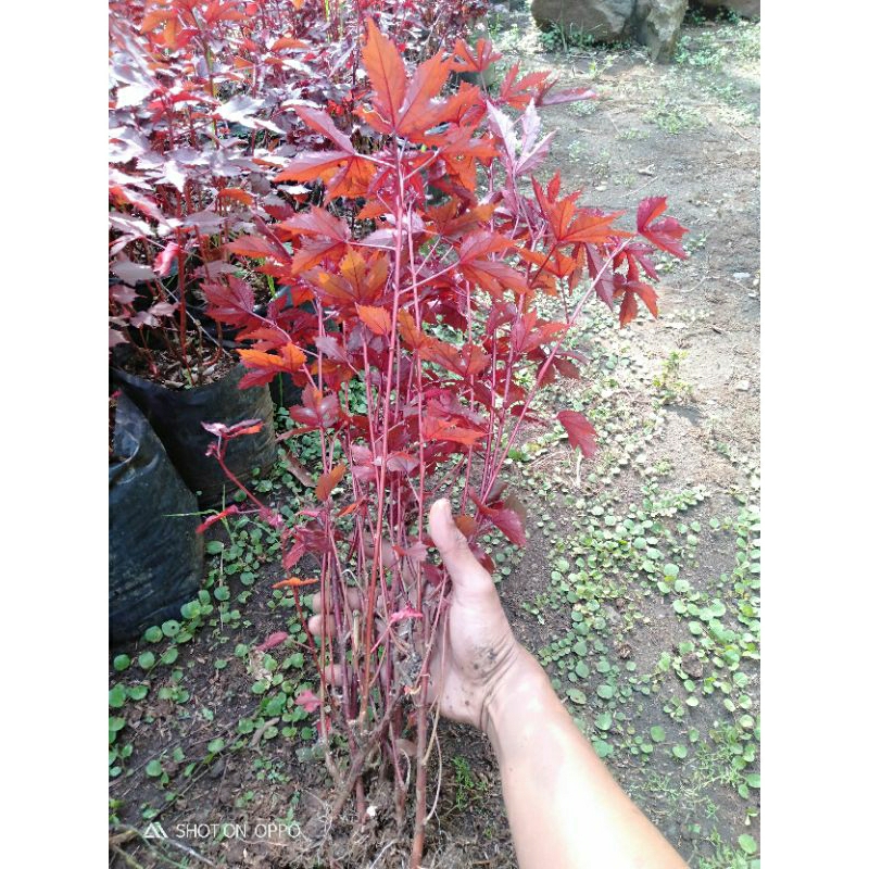 Bibit maple java red panama-bahan bonsai