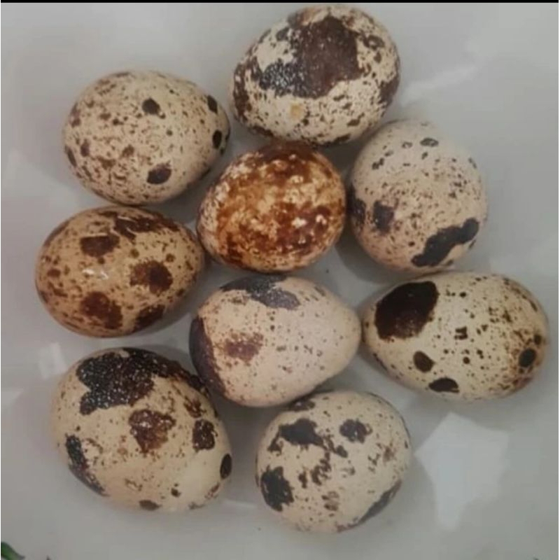 

Telur Puyuh Matang