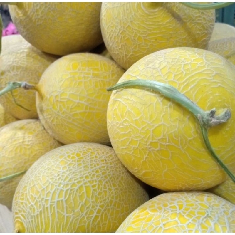 

Buah Melon madu 3.2 kg - 4 kg Fresh, segar, Manis Super buat es campur