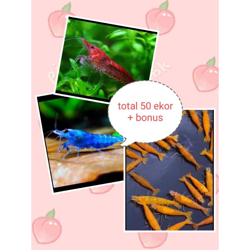 tanaman 50 paket 3 warna 50 3kor