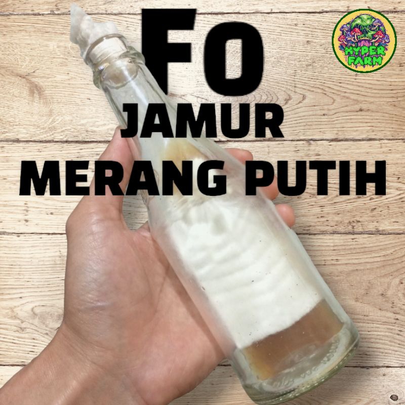 Bibit Jamur Merang Putih F0