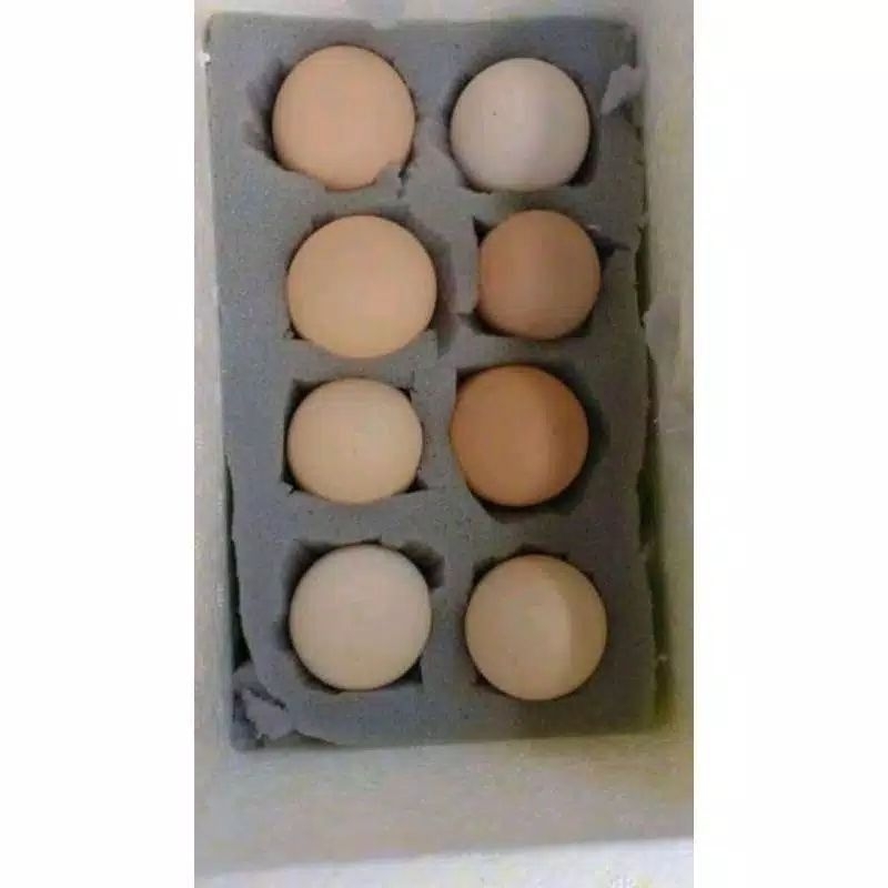 telur tetas ayam shamo super big