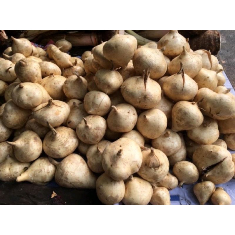 

Buah Bengkoang / Buah Bengkuang 1KG Fresh