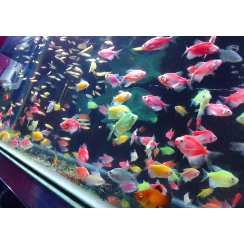 IKAN Hias GLOWFISH/GLOFISH/GOFISH (IKAN HIAS KECIL WARNA WARNI) INSTANT