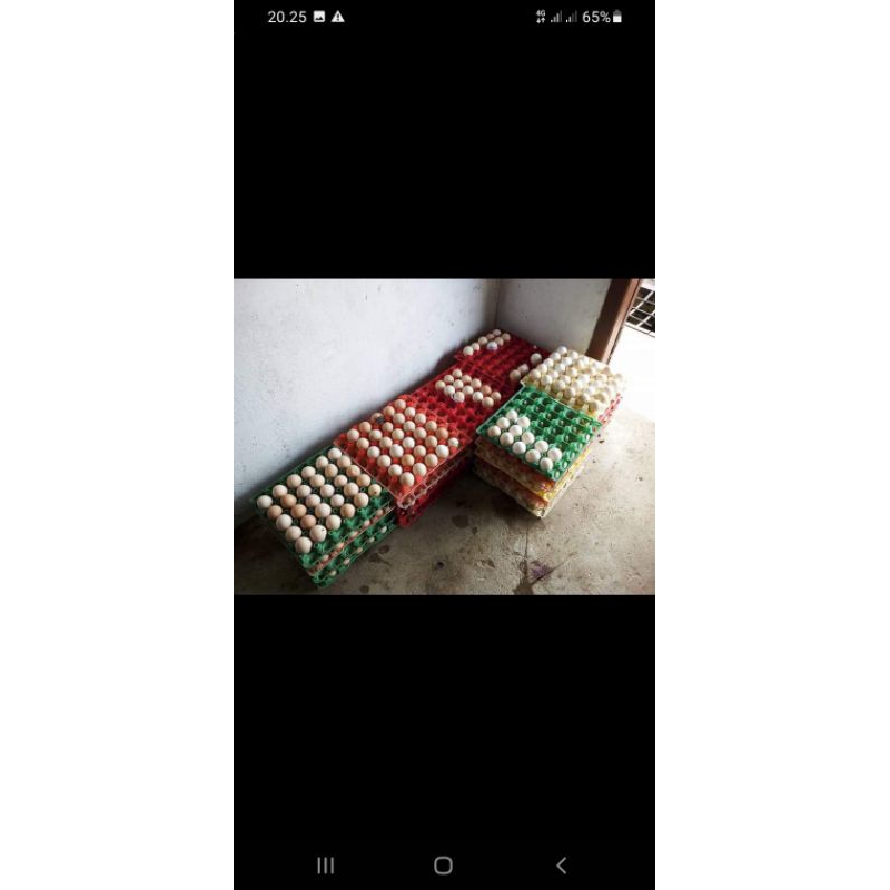 Telur tetas fertil ayam kampung