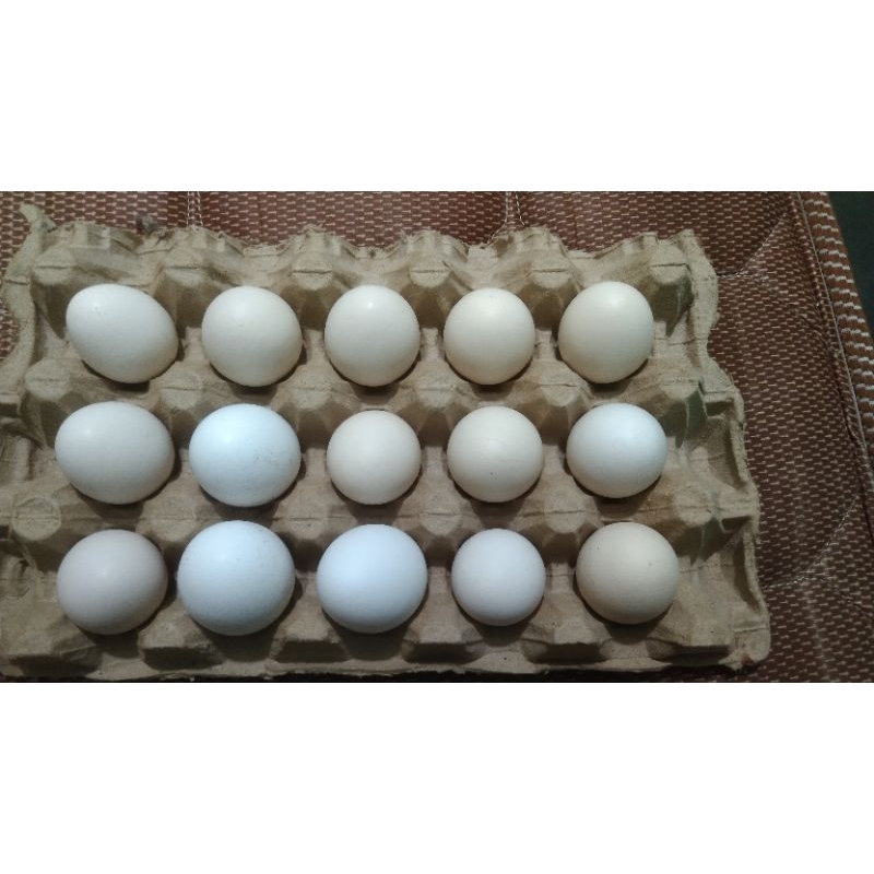 

telur ayam kampung 10 butir