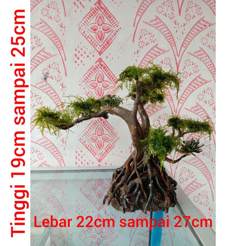 bonsai media batok aquascape sudah ada MOS nya