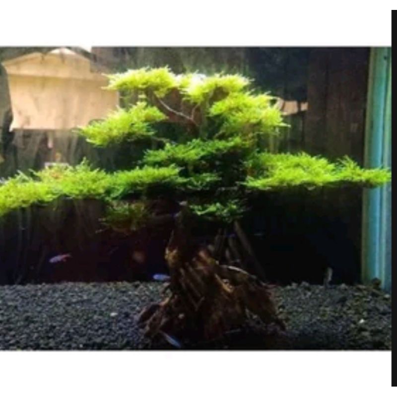 bonsai model D aquascape sudah pakai mos