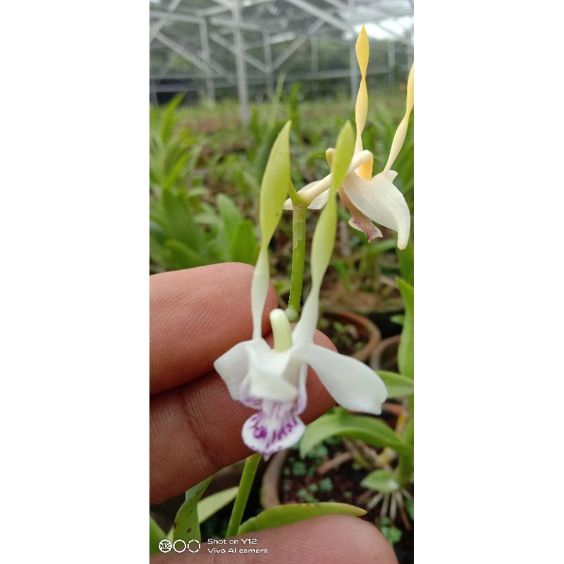 Anggrek Dendrobium Stratiotes