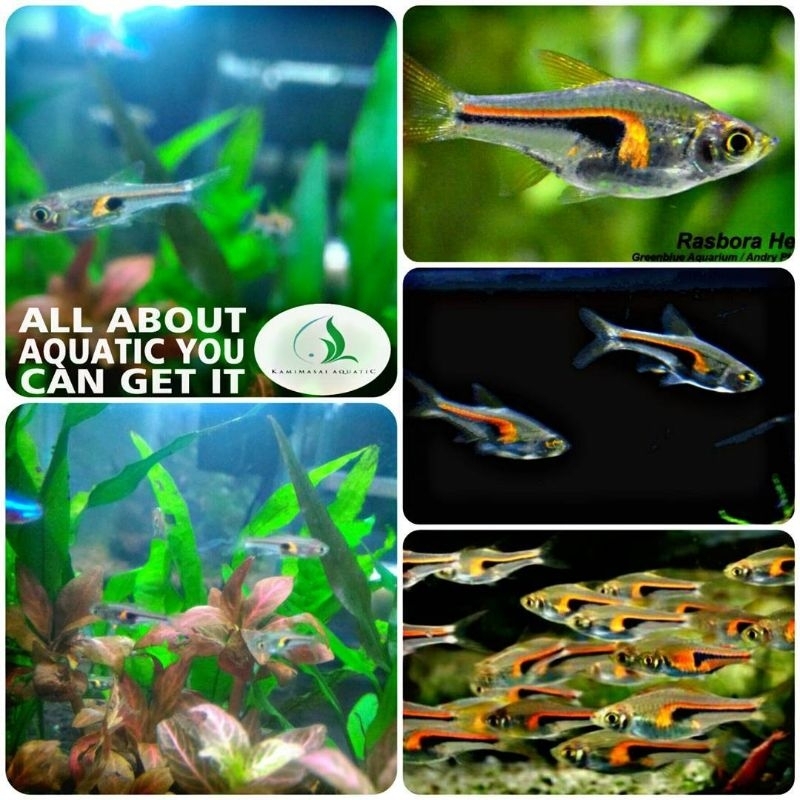 ikan rasbora hengeli untuk aquarium dan aquascape