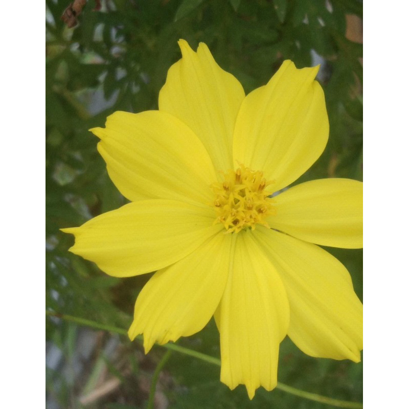 Benih Bibit Biji - Bunga Cosmos Sulphureus Lemon Yellow Flower Seeds