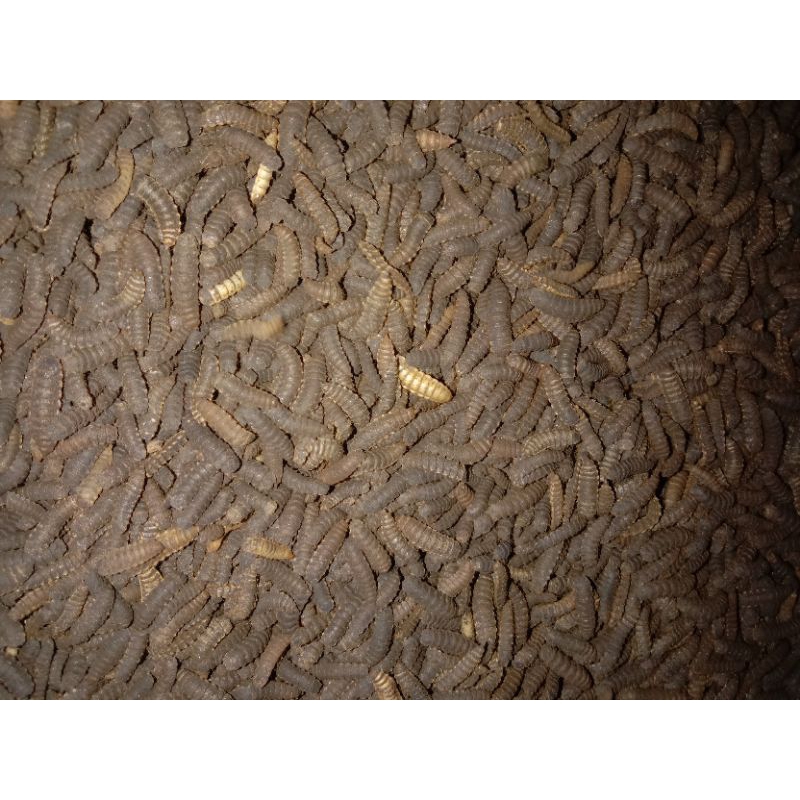 MURAH PREPUPA MAGGOT BSF PER 1 KG