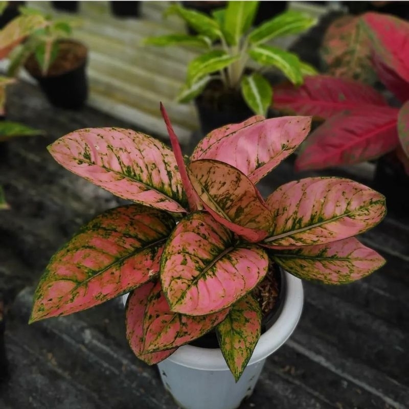 Tanaman Hias Aglonema Ruby Compacta / Aglonema Aglaonema Ruby Compacta BUKAN BONGGOL